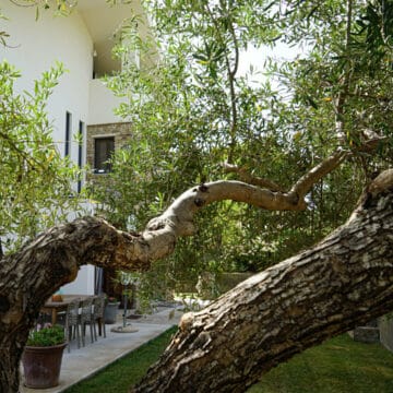 Luxury Villa in Ronda Andalucia, surrounded by its two hectares (4 acres) grove of private olive trees, this is a truly Oasis just 2km from the old town Picture 13